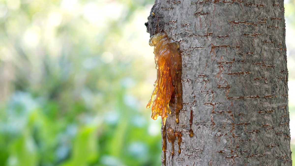 Making Turpentine and Rosin from Pine Sap 